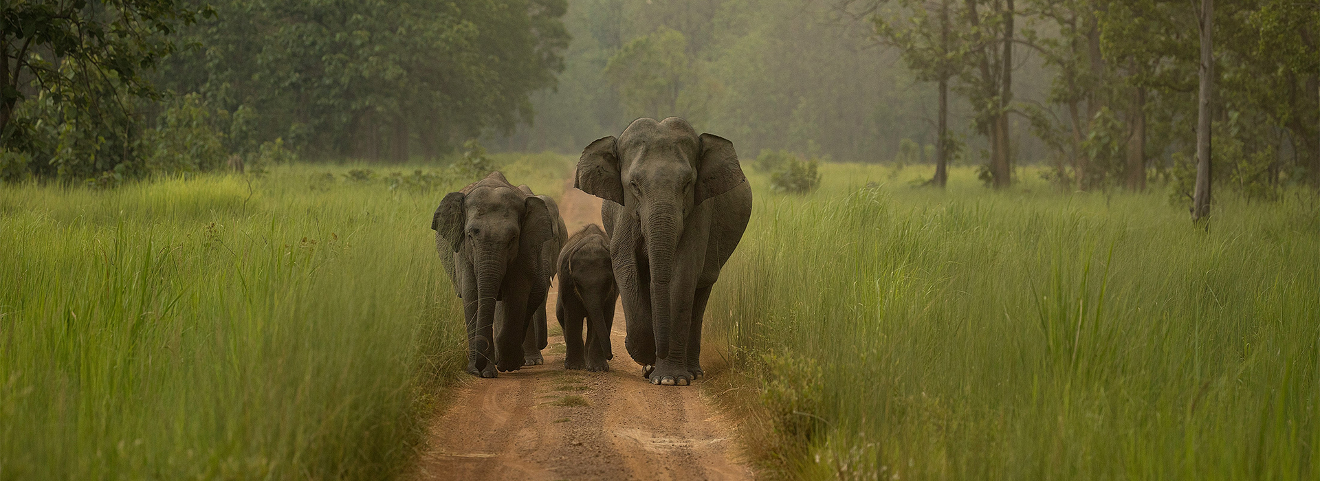 Elephant family walking together in lush forest – World Elephant Day 2025